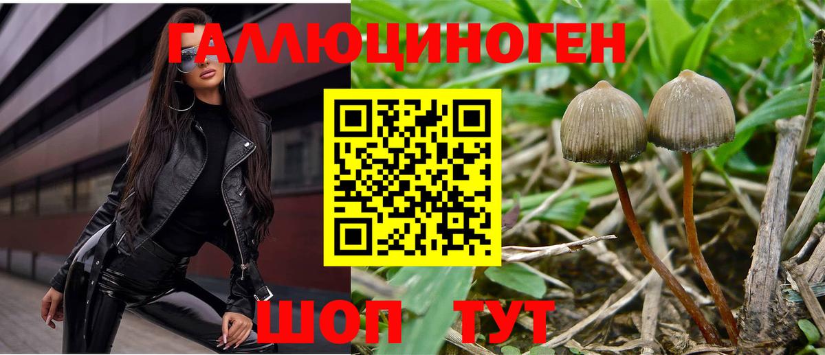 Галлюциногенные грибы Cubensis  Галлюциногенные грибы Psilocybine cubensis  Тольятти  Вход с VPN 